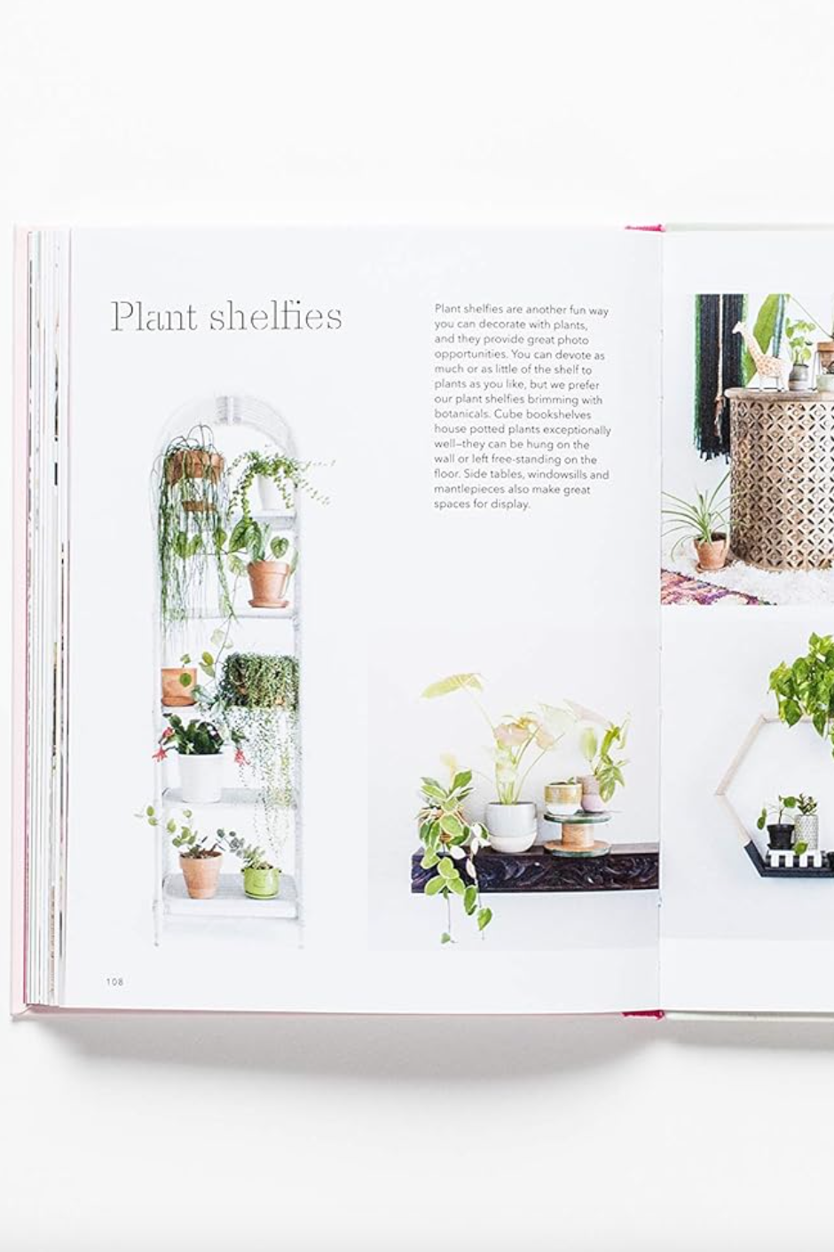 How to Raise a Plant: And Make It Love You Back