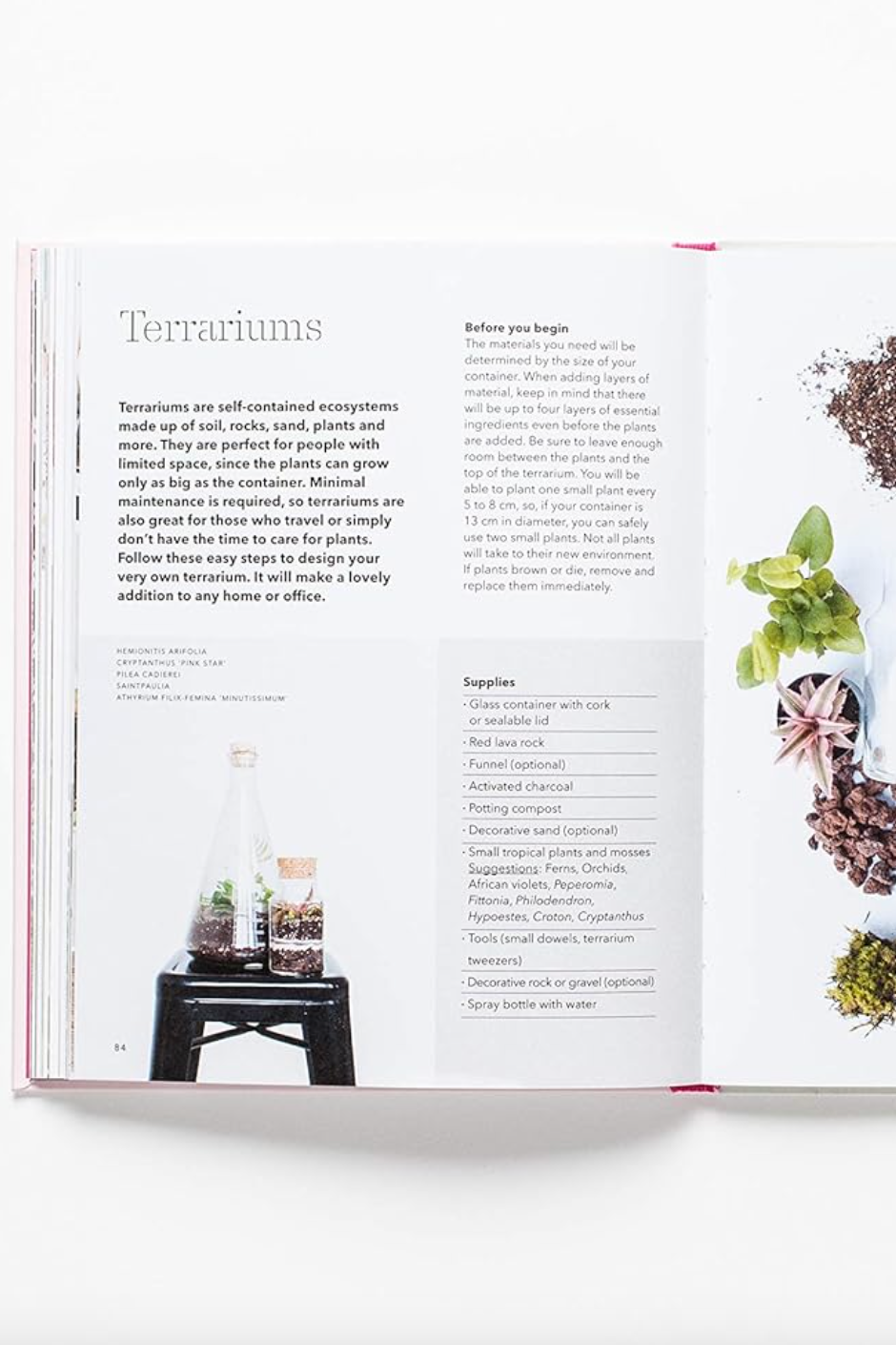 How to Raise a Plant: And Make It Love You Back