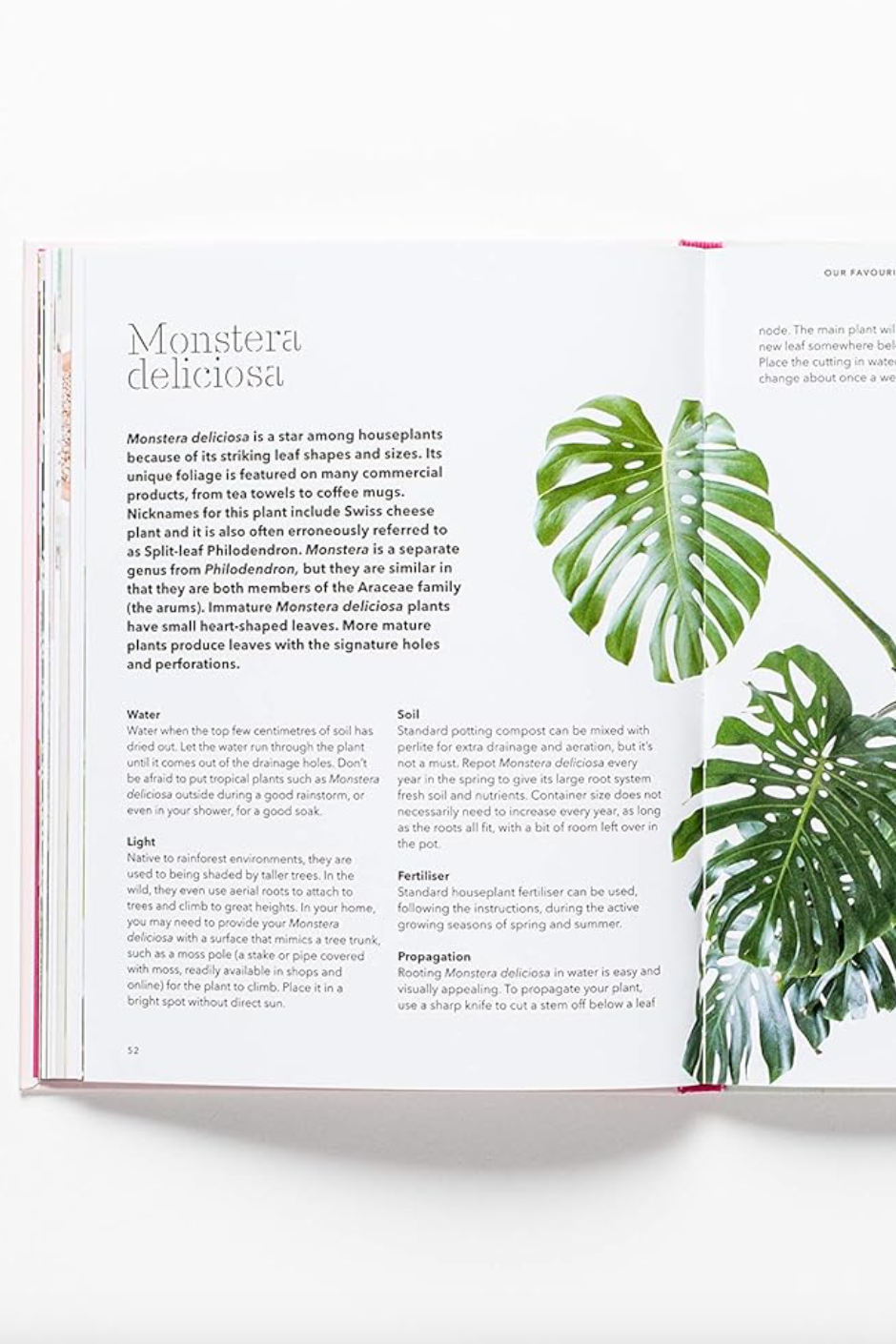 How to Raise a Plant: And Make It Love You Back