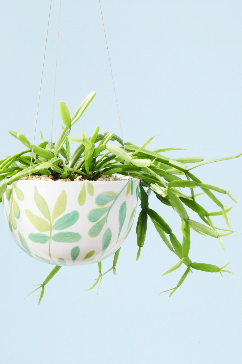 Hanging Planter - Green Zamia Palm