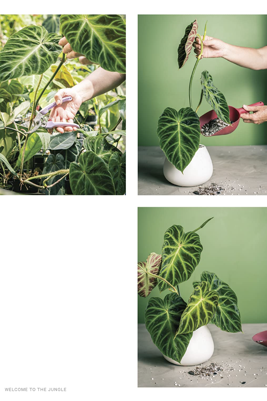 Welcome to the Jungle