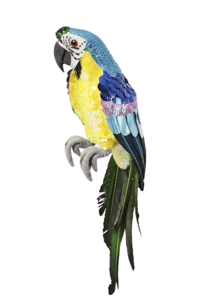 Azure Yellow Belly Parrot