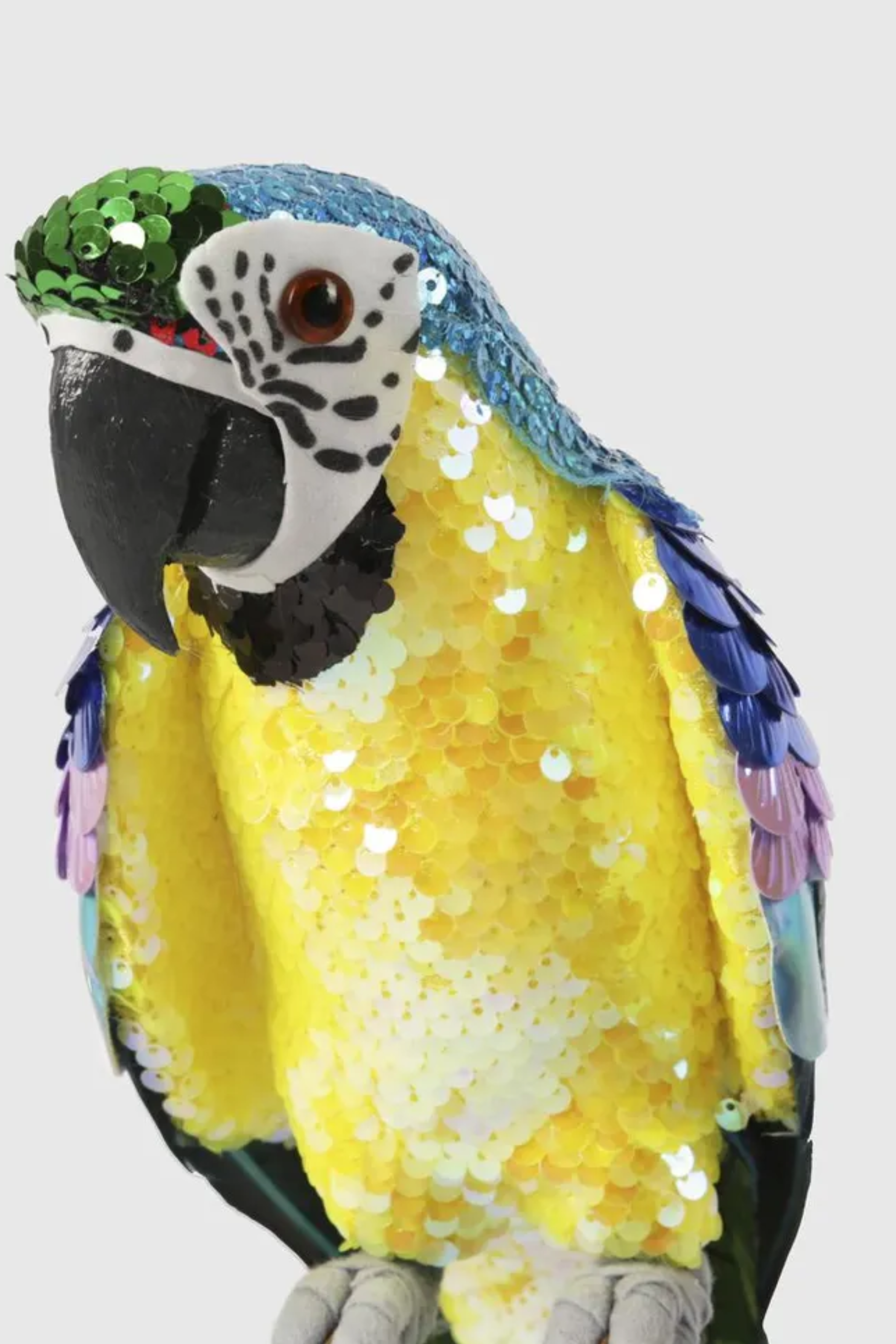 Azure Yellow Belly Parrot