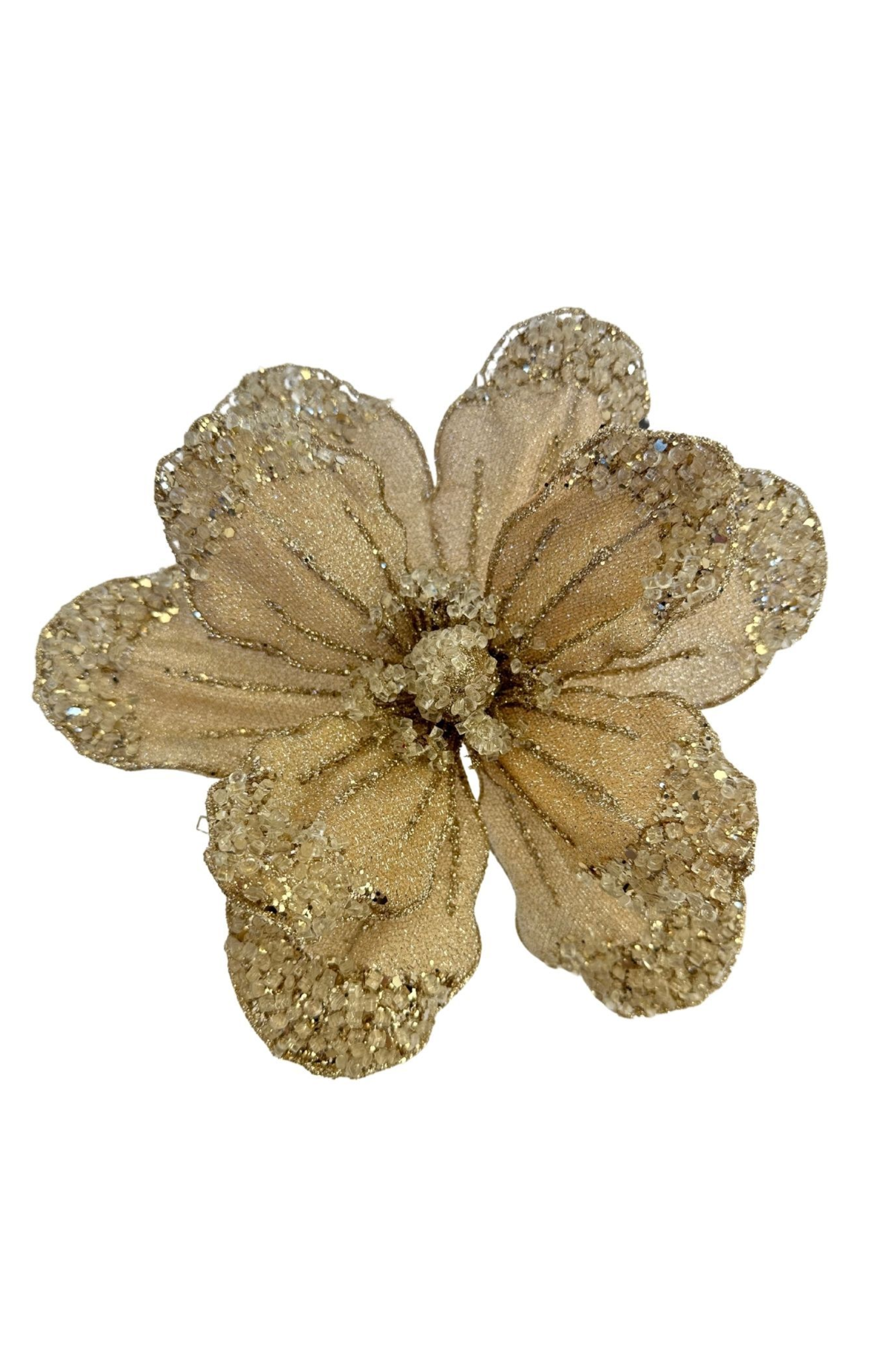 Champagne Poinsettia