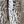 Derby - Ripple Leopard