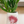 Pebble Vase - Gum Blossom