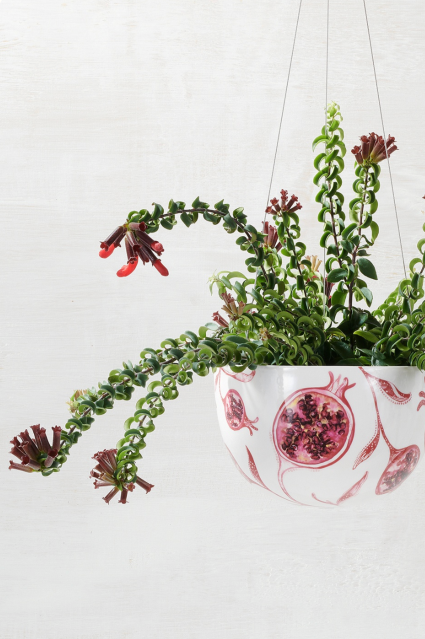 Hanging Planter - Pomegranate
