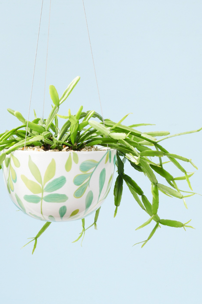 Hanging Planter - Green Zamia Palm