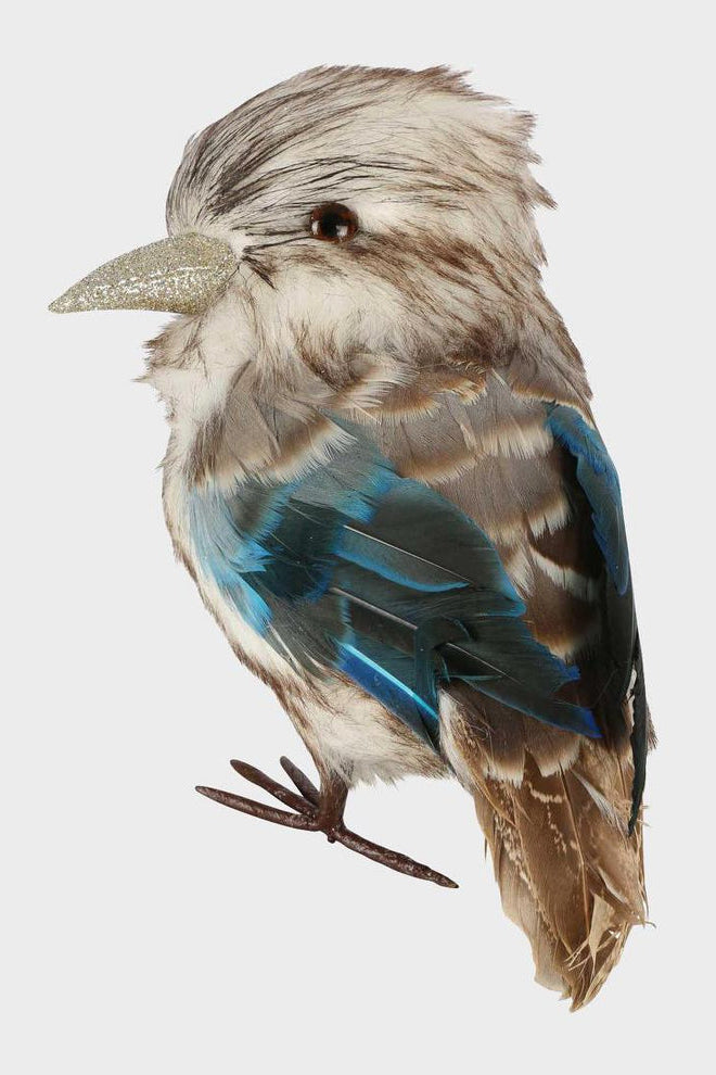 Kookaburra Medium