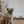 Dog - Stories of Dog Ownership