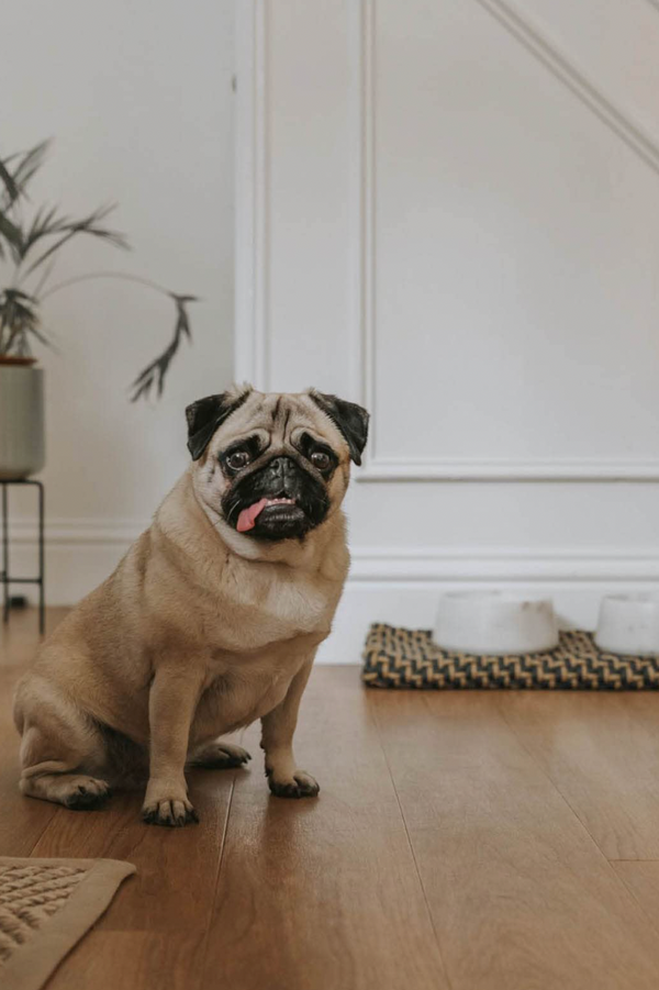 Dog - Stories of Dog Ownership