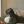 Dog - Stories of Dog Ownership
