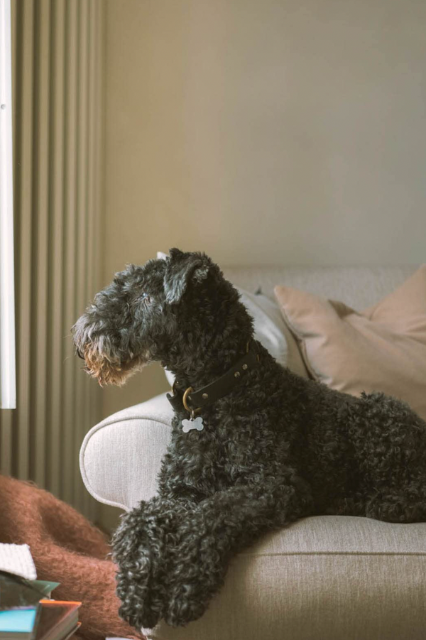 Dog - Stories of Dog Ownership