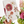 Pressed Flower Collection - Trio