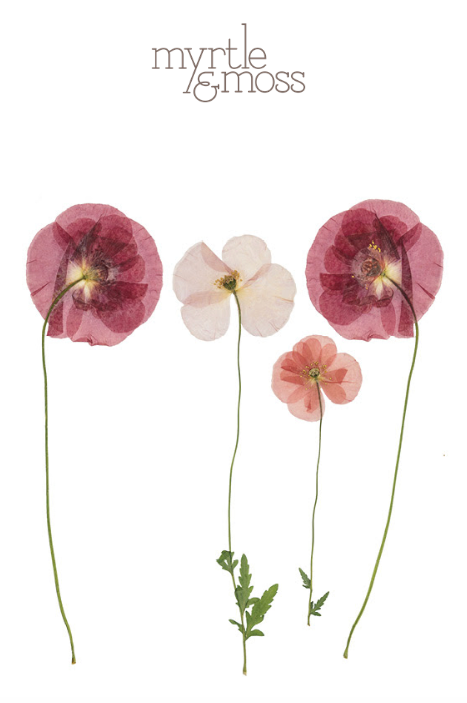 Pressed Flower Collection - Trio